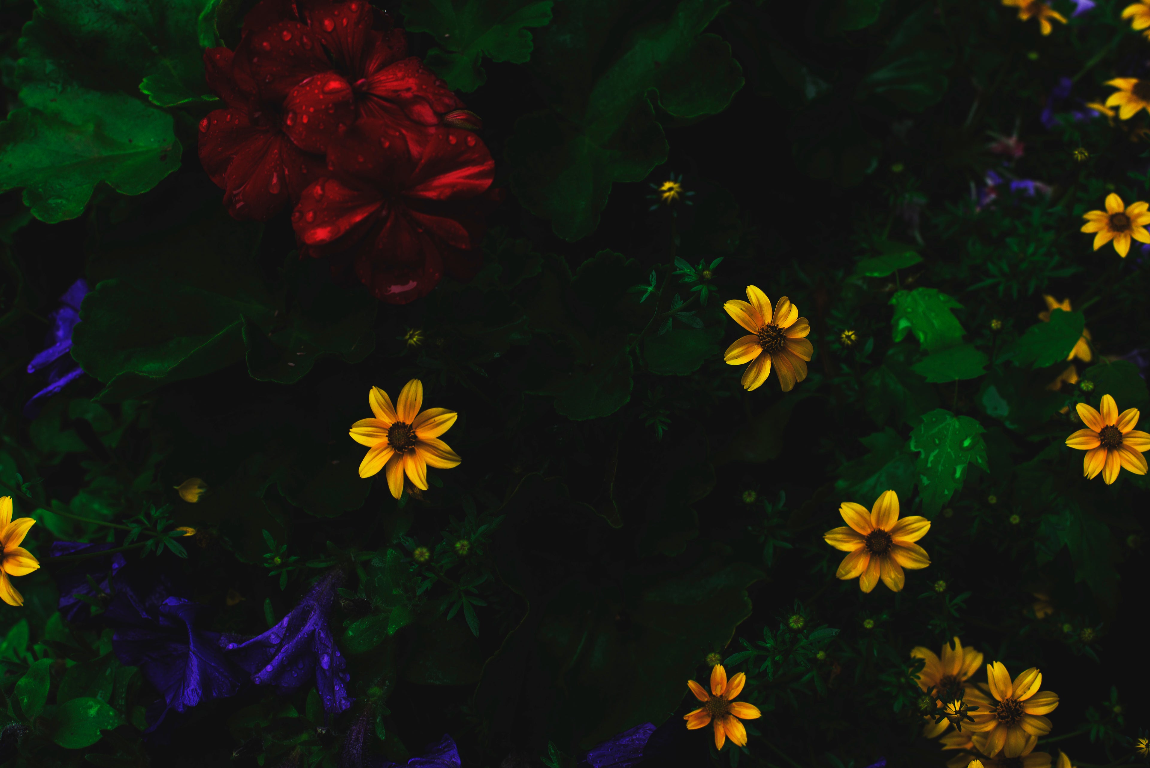 bright red, yellow, and purple flowers with leaves in rain