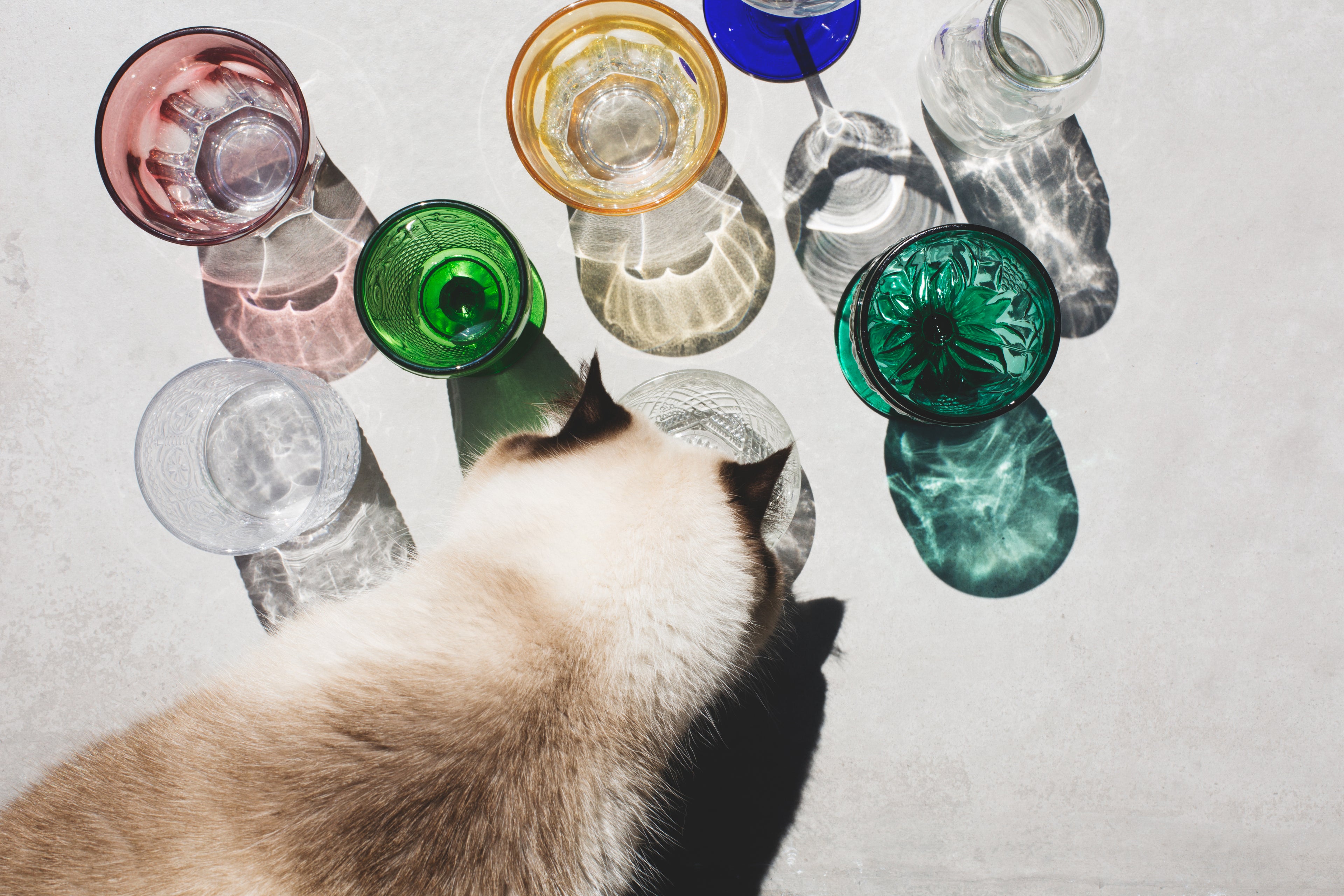 siamese cat investing various colored vintage glassware