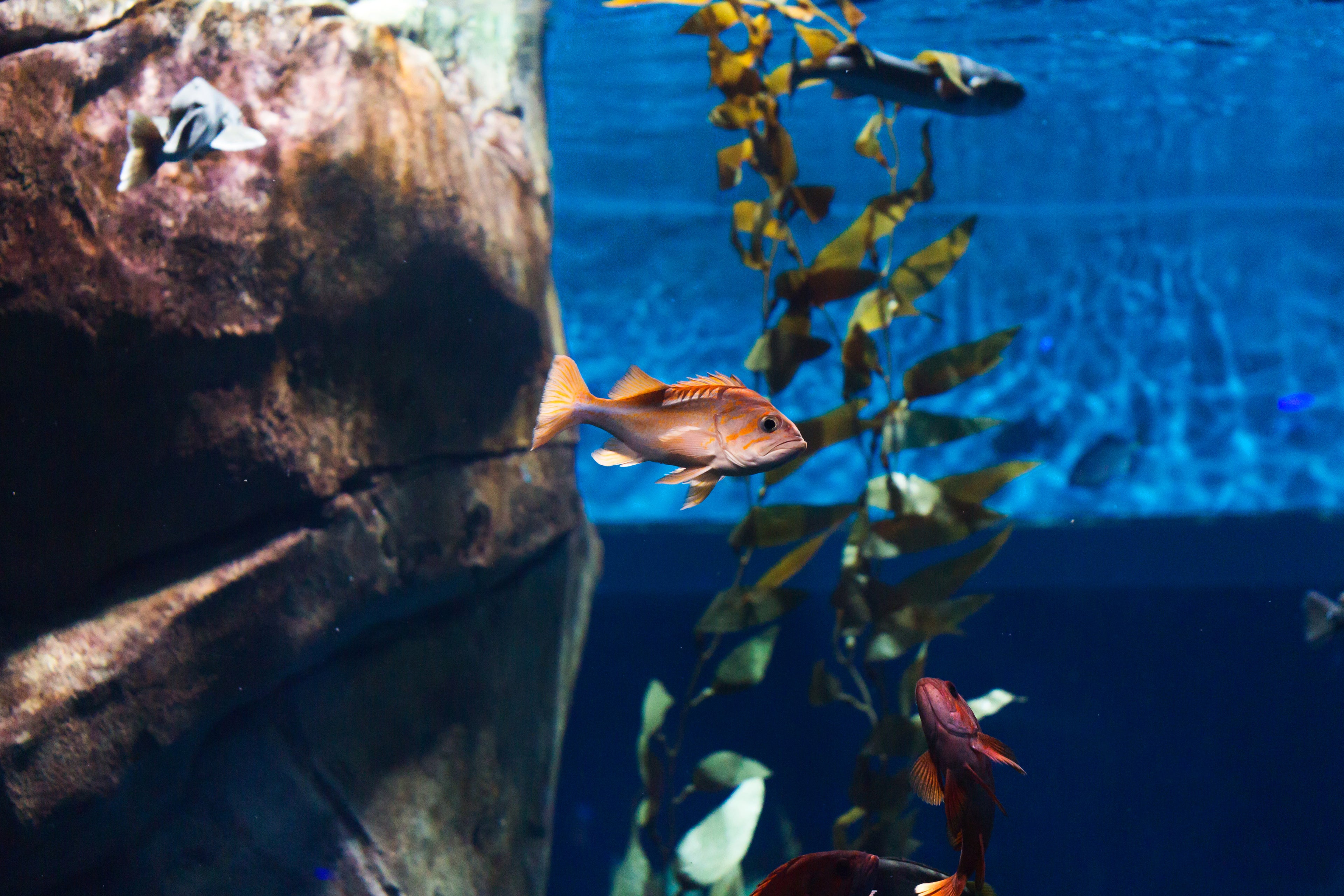 tropical fish under water near a reef
